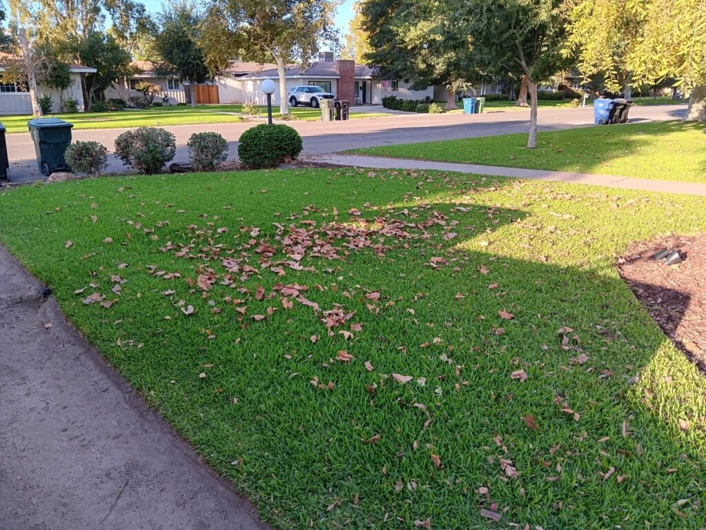 Front lawn covered in fallen leaves before a yard cleanup in Brawley, CA