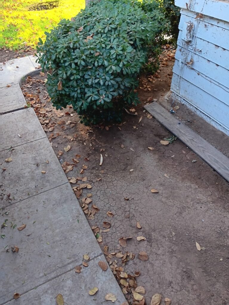 Overgrown shrub and leaf litter on the sidewalk before trimming in Brawley, CA