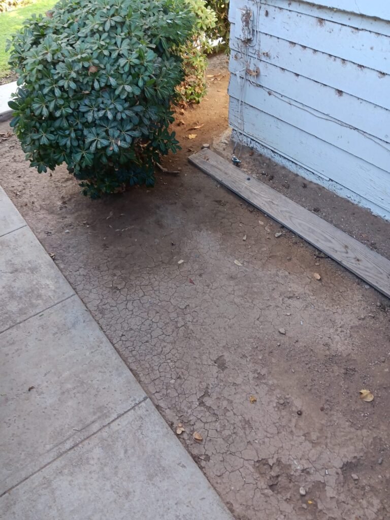 Shaped shrub and cleared planting bed after trimming and cleanup in Brawley, CA